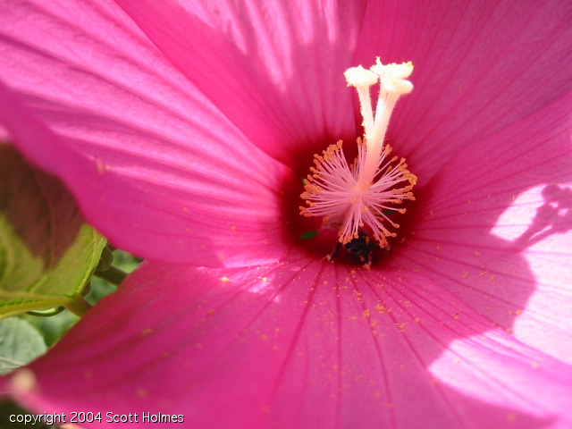 bloom 024.jpg