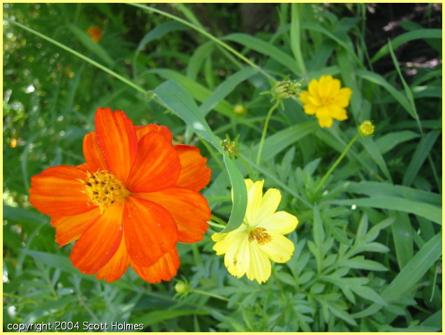 flower 005.jpg