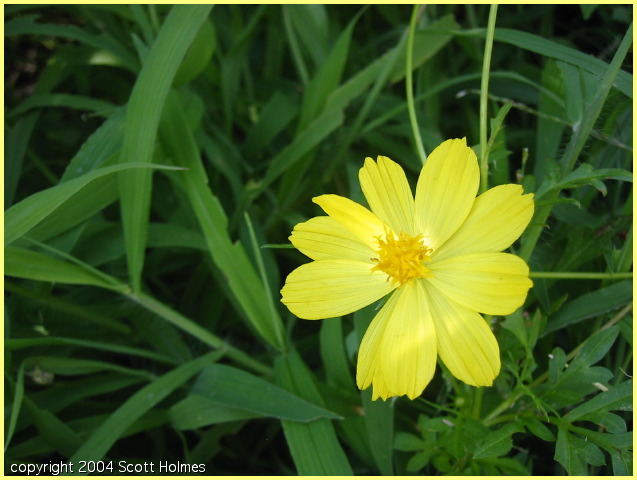 flower 006.jpg