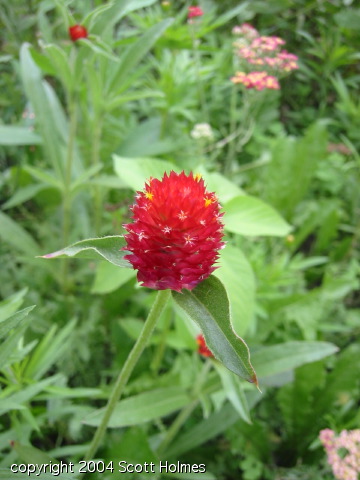 gardenz 010.jpg