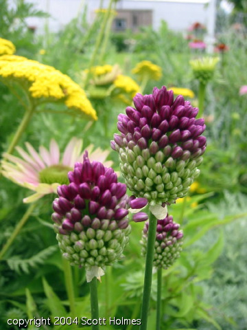 gardjun 043.jpg