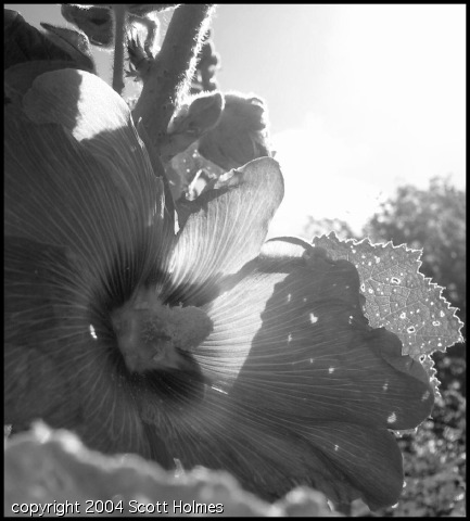 gardjune 007 (2).jpg