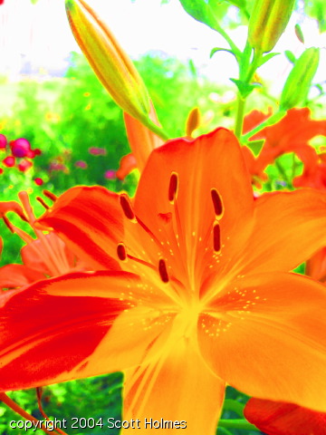 gardjune 022 copy.jpg