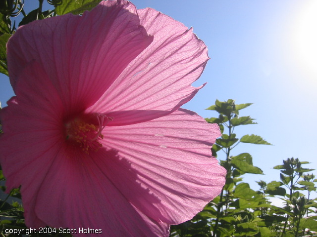 pretty4 023.jpg