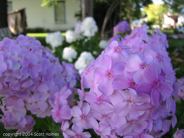 pretty4 028.jpg