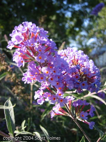 pretty4 029.jpg